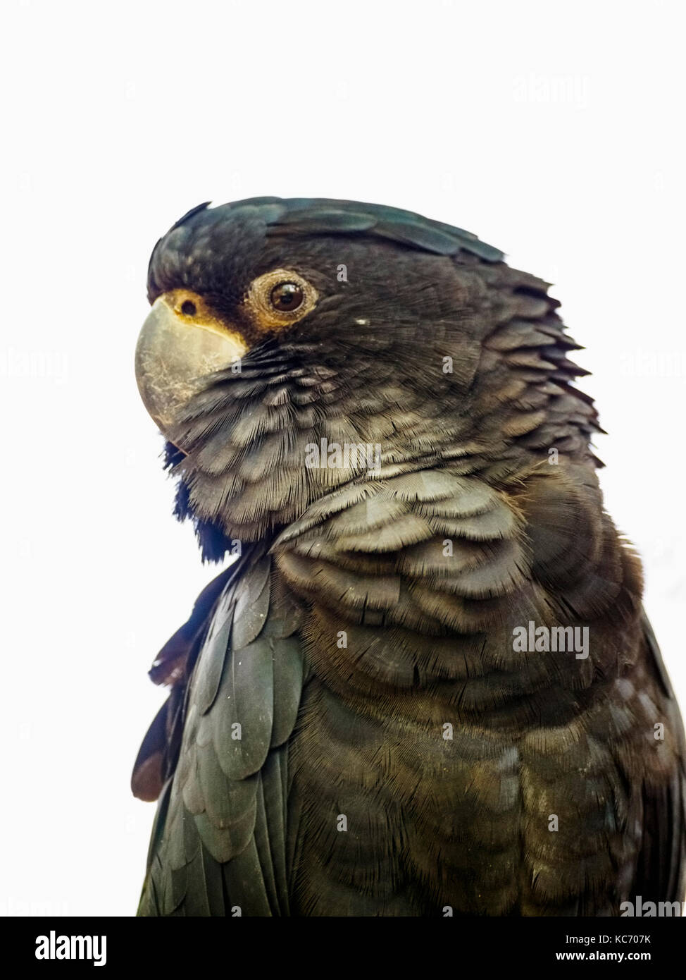 Portrait von Red-tailed black Cockatoo (calyptorhynchus banksii) Stockfoto