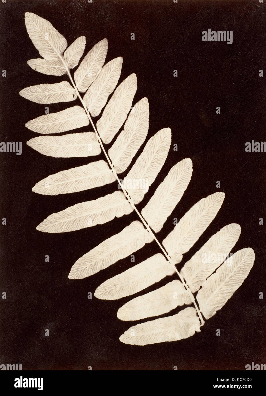 Botanical Specimen: Farn, 1855-60, Eiweiß silber Drucken aus Glas negativ, Bild: 20,6 x 14,7 cm (8 1/8 x 5 13/16 in Stockfoto