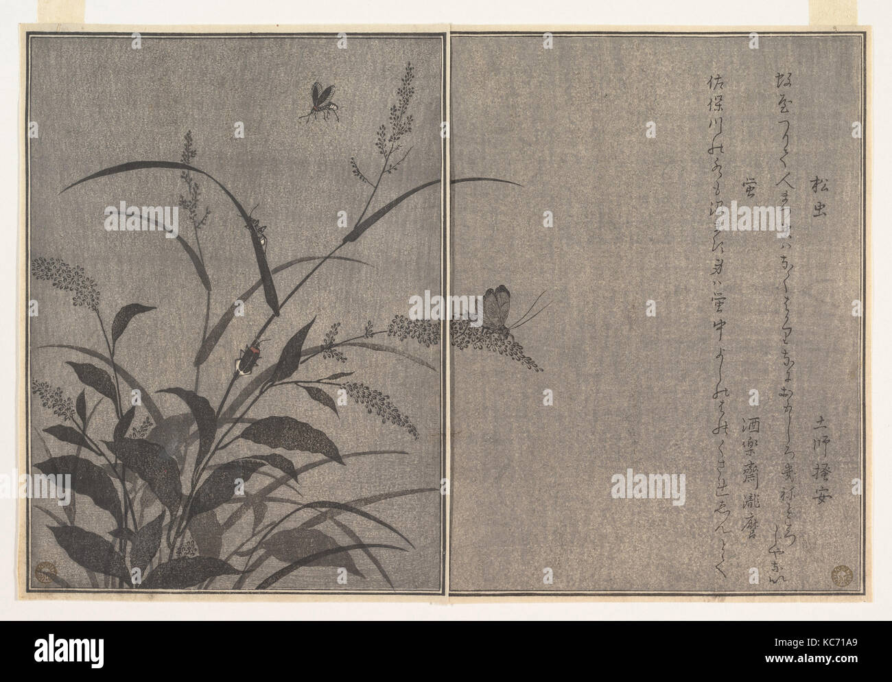 "画本虫撰" 松虫" "虫蛍", Tree Cricket (Matsumushi); Glühwürmchen (Hotaru), aus dem Bilderbuch der kriechenden Kreaturen (erami Ehon musi Stockfoto