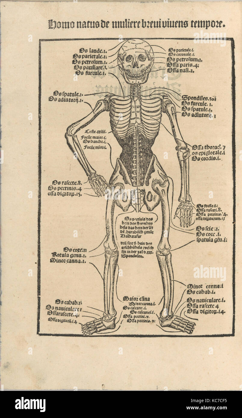 Ortus Sanitatis/De herbis et Plantis/De Animalibus & reptilibus... vor 1497 Stockfoto