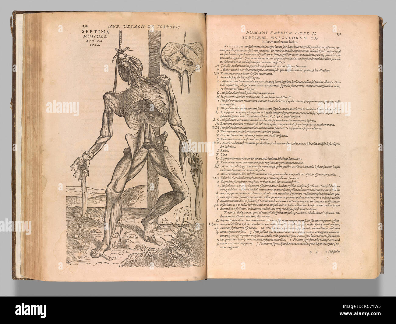 De Humani Corporis Fabrica (der Struktur des menschlichen Körpers), Johannes von Calcar, 1555 Stockfoto