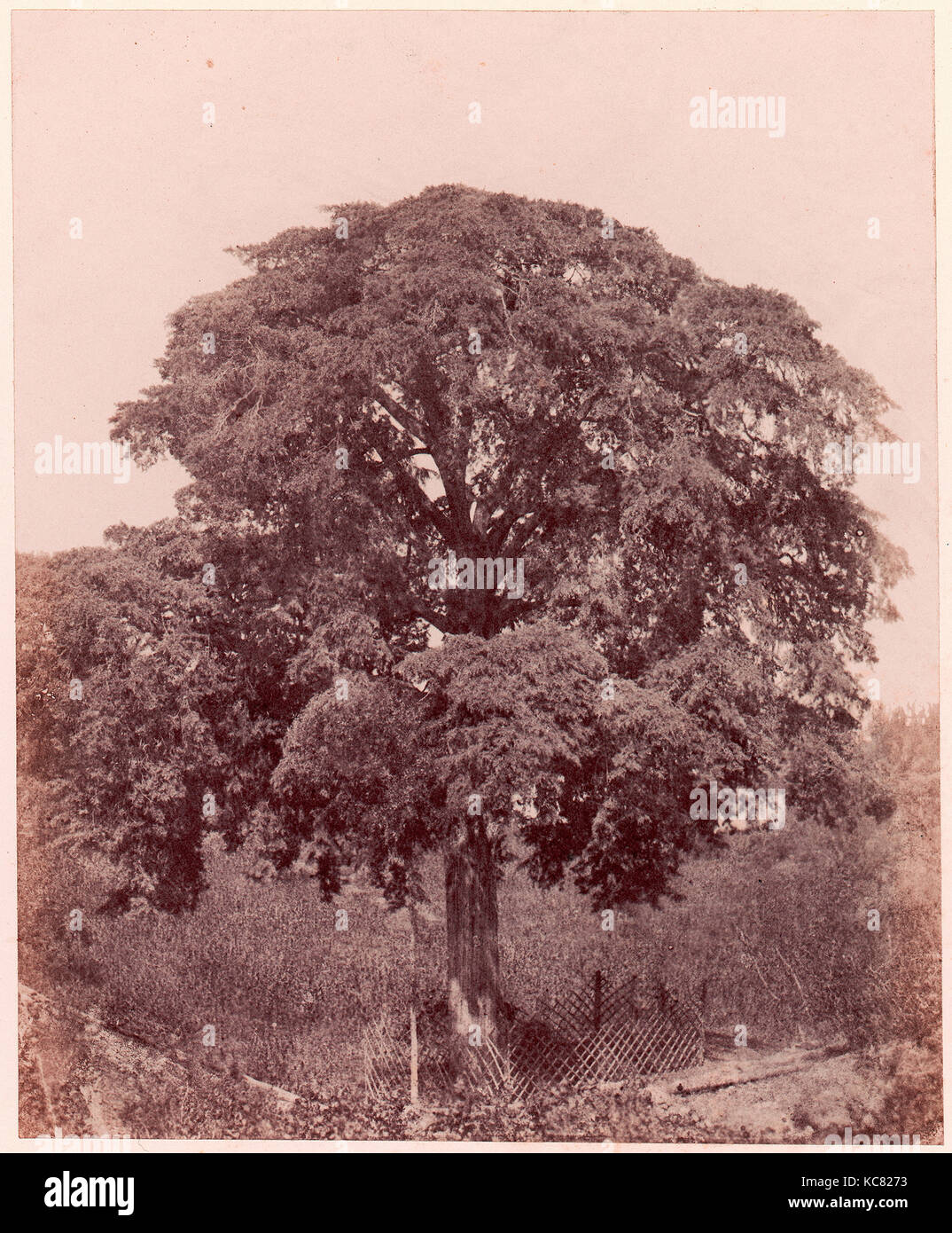 Étude d'arbre, 1850-53, gesalzen Papier Drucken (Blanquart-Évrard Prozess) aus Papier Negative, Fotos, Edward König Tenison Stockfoto