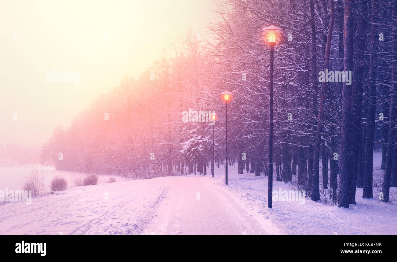 Schneefall im Park. Weihnachten Winter Sonnenaufgang. schönen Winter Hintergrund. Schneeflocken durch Morgensonne beleuchtet. Stockfoto