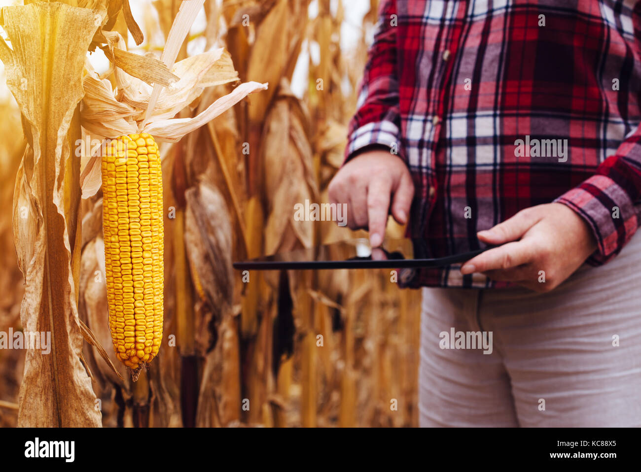 Weibliche Agronom Analyse Mais Mais ernten Plantage für die Ernte nach dem Sommer dürre, selektiver Fokus auf Mais am Kolben Stockfoto