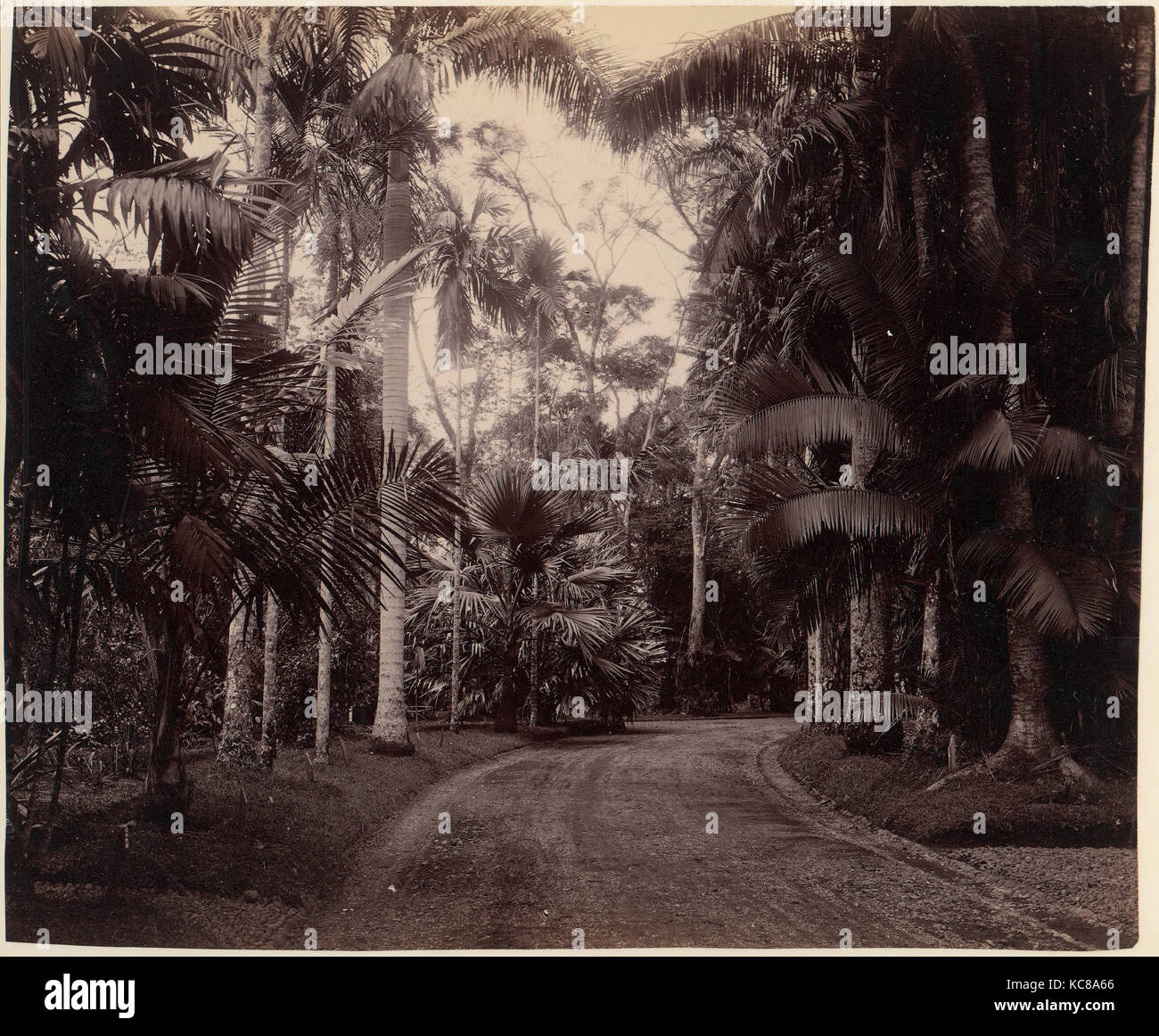 Palm Gruppe, Bvitenzorg, Java, 1860 s - 70 s, Eiweißstoff silber Drucken aus Glas negative, 22.5 x 27.1 cm (8 7/8 x 10 11/16 in Stockfoto