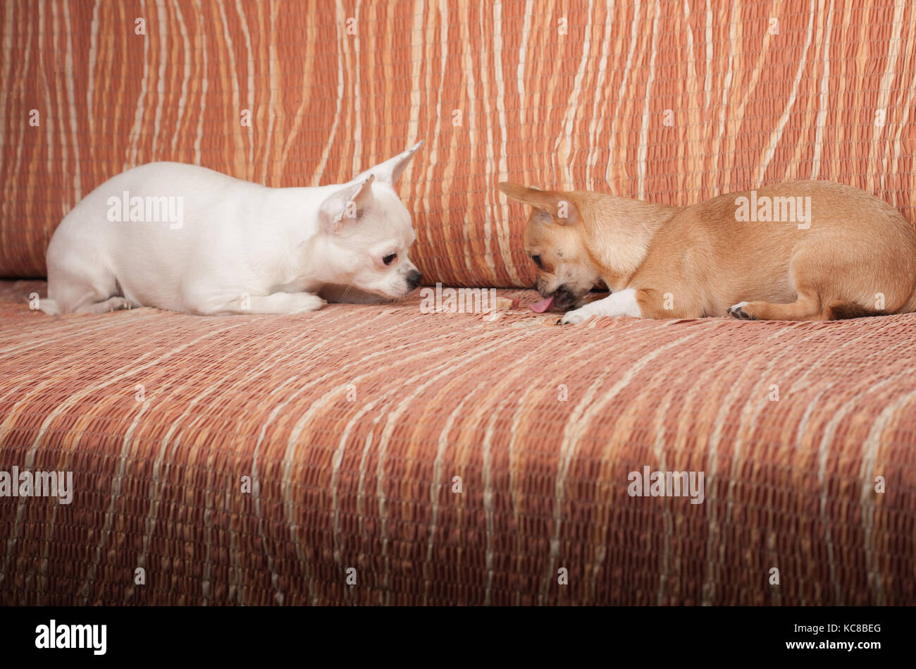 Zwei Chihuahua hunde mit chewy behandeln liegen auf einem Sofa, 4 Monate alte Zimt Welpen und 3 Jahre alten weißen Frauen. Stockfoto