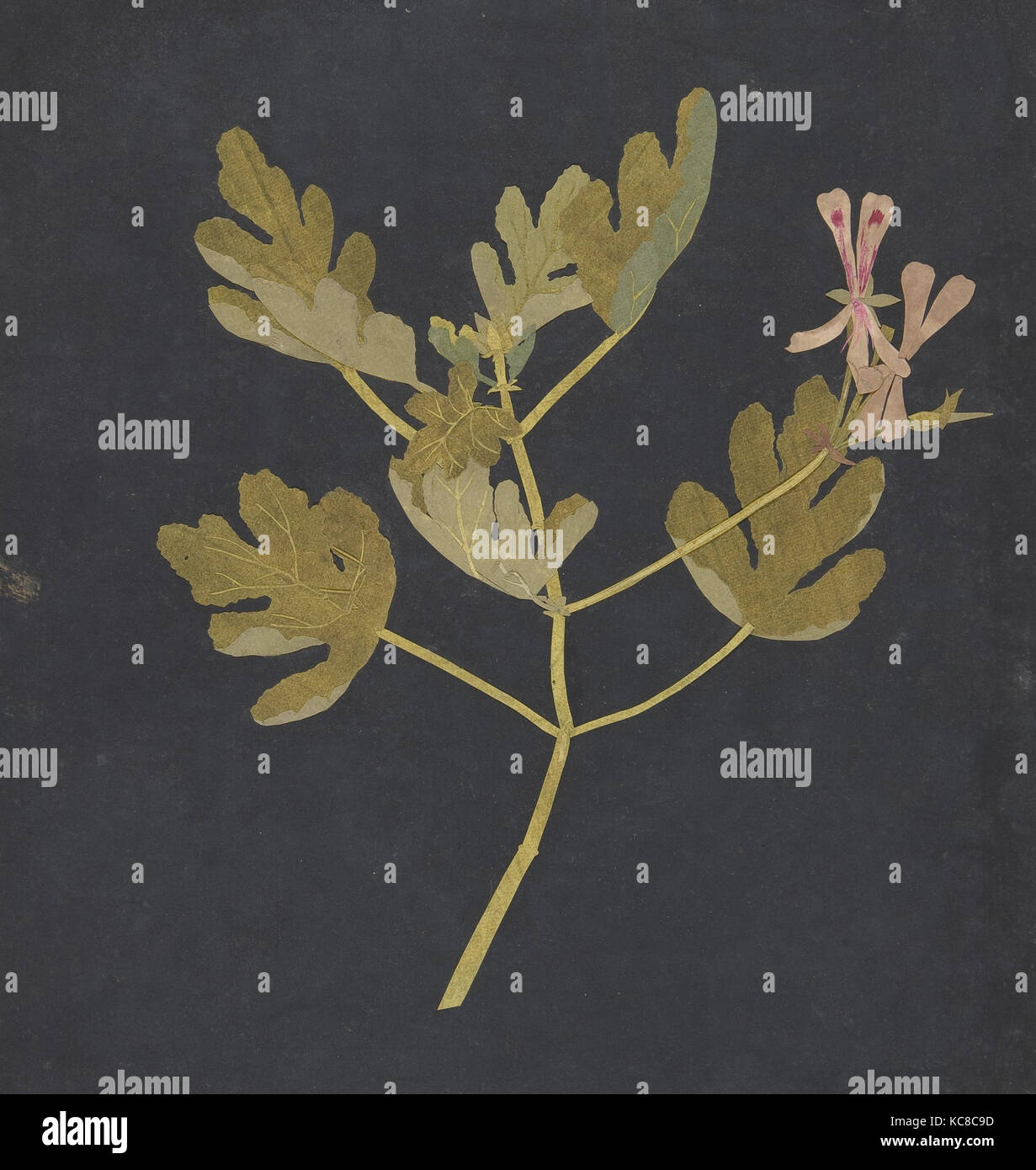 Botanischen Studie, zurückzuführen auf Maria Delany, Ca. 1772 - 82 Stockfoto