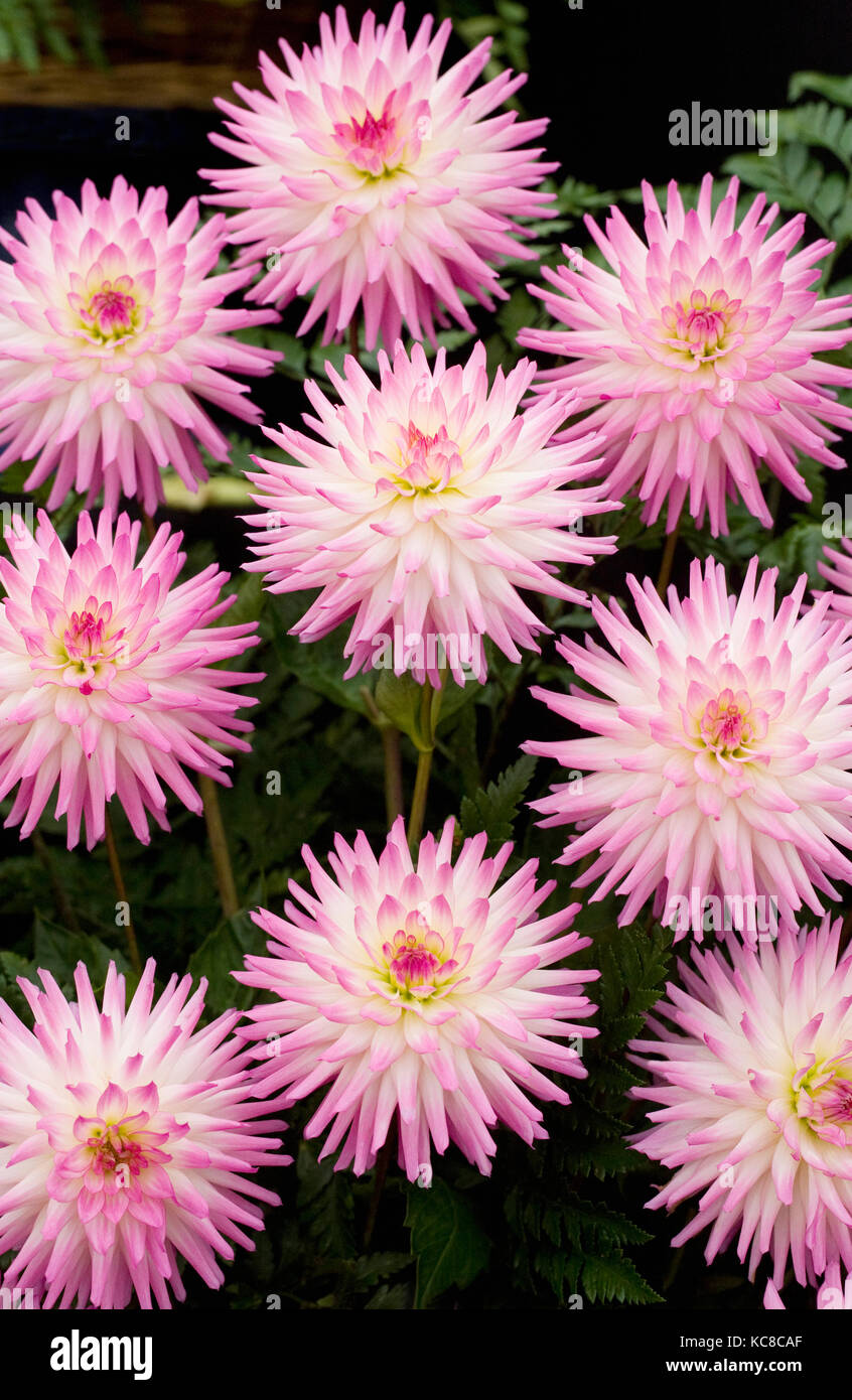 Dahlie 'hapet Ideale" Blumen. Stockfoto