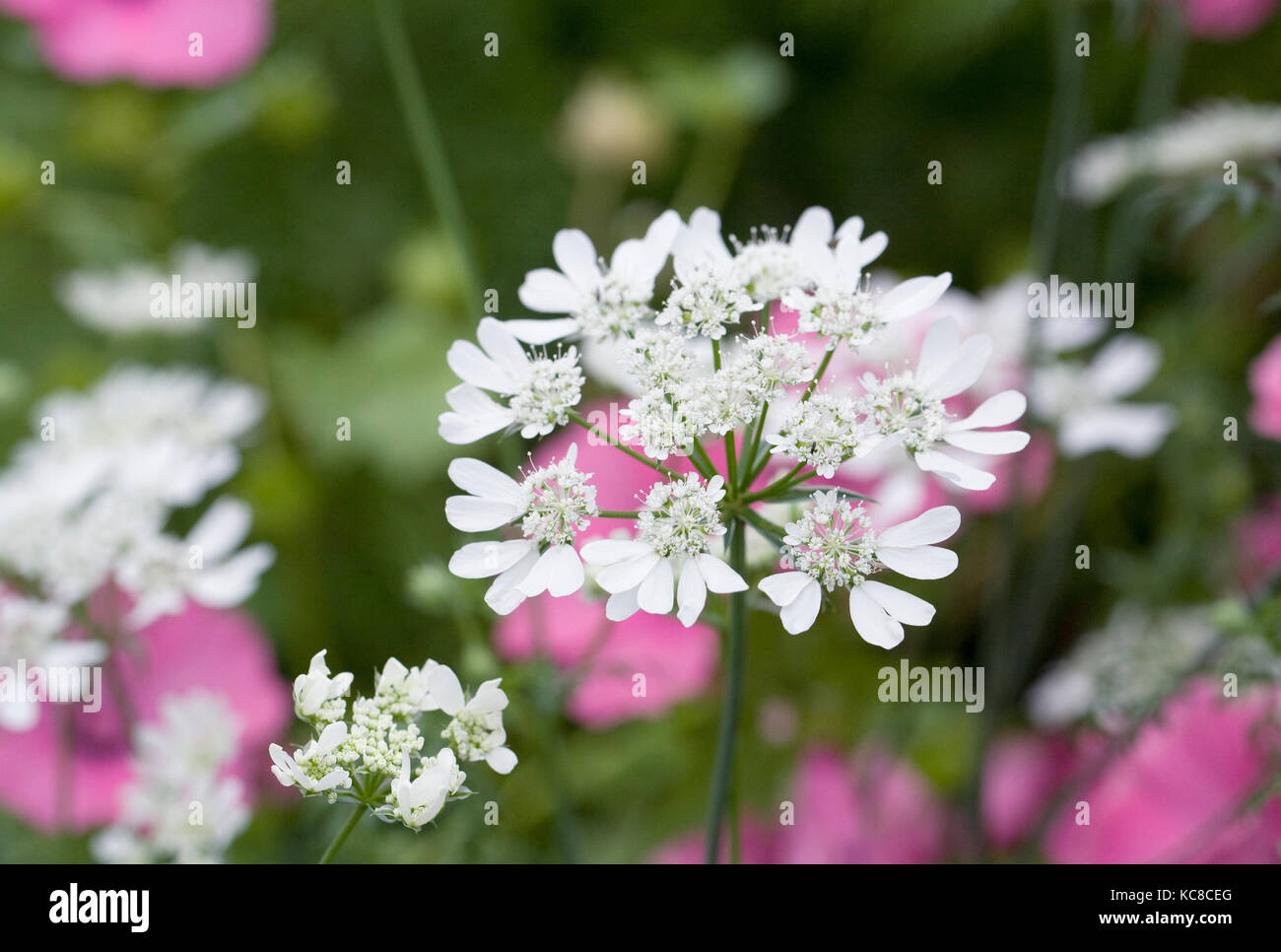 Orlaya grandiflora Blumen. Stockfoto