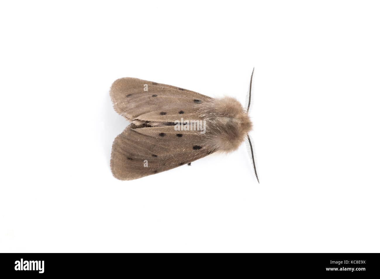 Musselin Moth, Diaphora mendica, Catbrook, Monmouthshire, April. Familie Erebidae. Auf weissem Hintergrund Stockfoto
