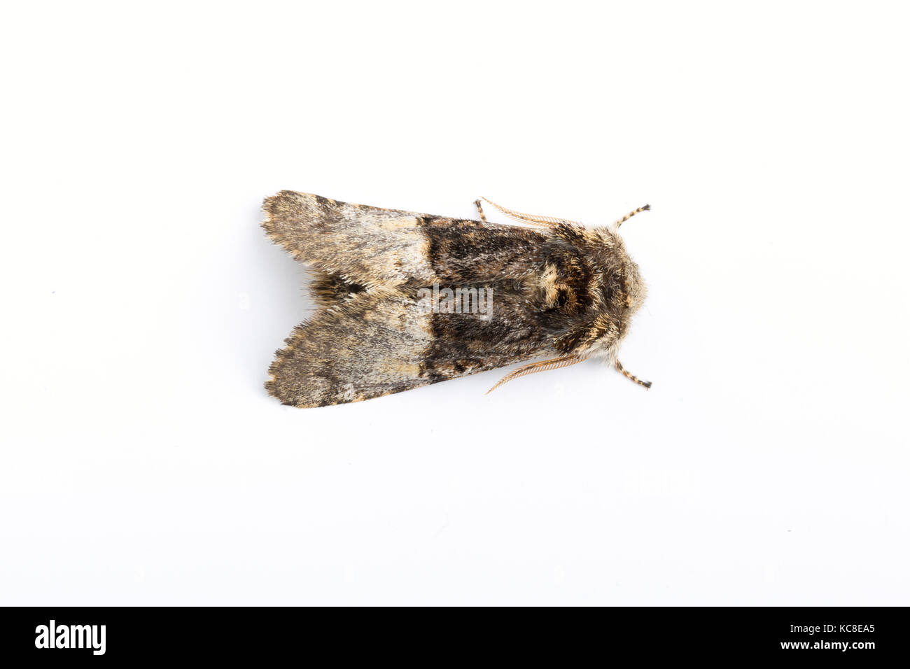 Nut-tree Tussock, Colocasia coryli, Monmouthshire, April. Familie Noctuidae. Stockfoto