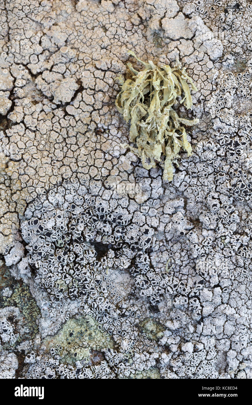 Flechten (Ramalina siliquosa, Lecanora actophila, und andere) auf Rock bei strumble Kopf, Pembrokeshire, Wales. Stockfoto