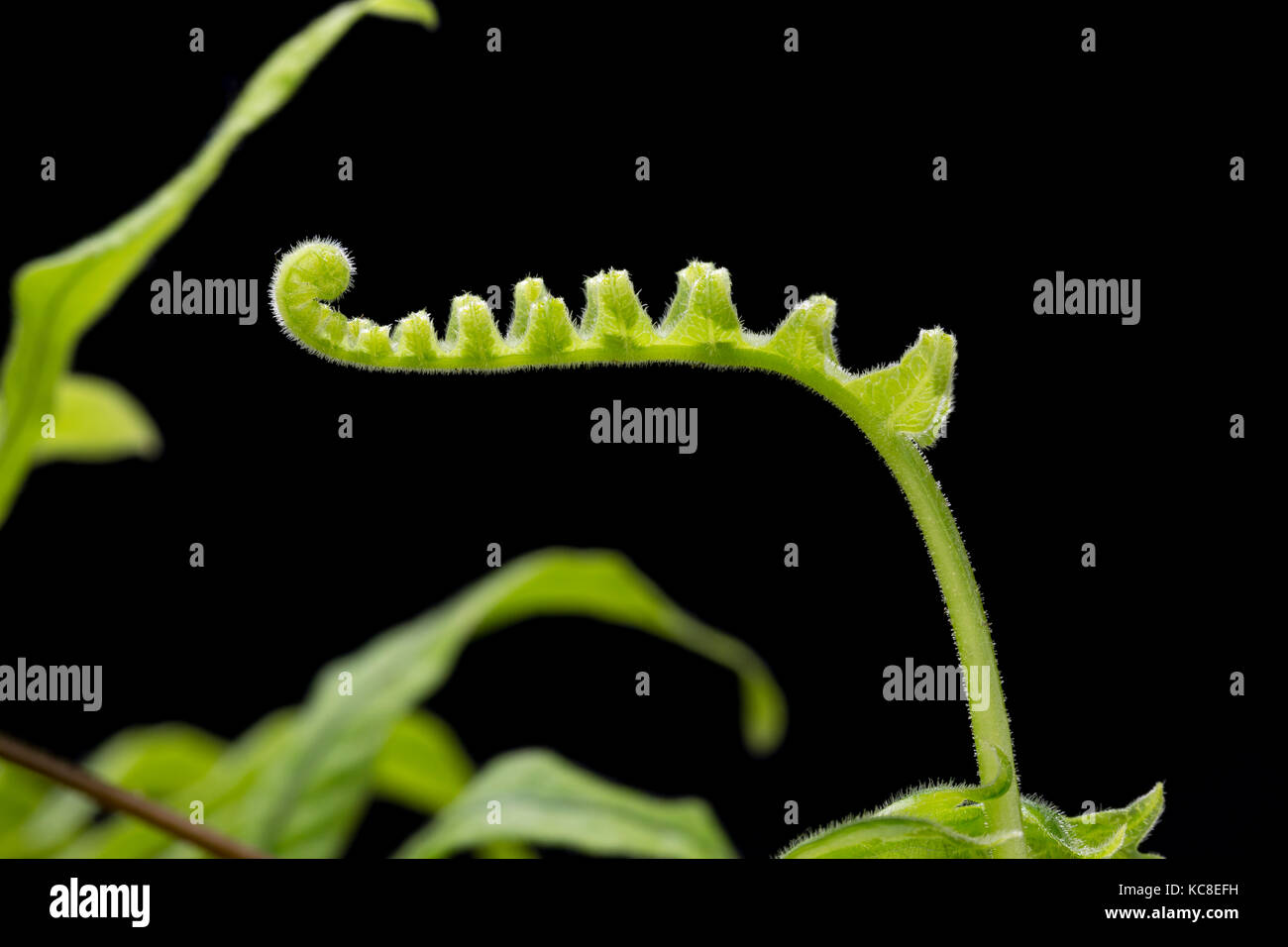 Entfaltung Wedel von Grub Farn oder Caterpillar Farn, Polypodiodes formosana, auch bekannt als Polypodium formosanum, (im Anbau, beheimatet in Asien) Stockfoto