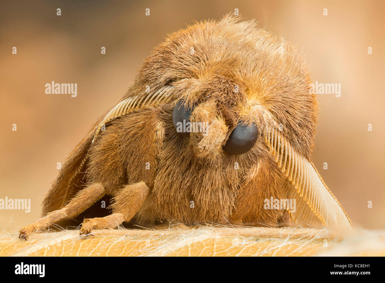 Euthrix potatoria Drinker Motte, Monmouthshire, Juli. Fokus - gestapelt. Stockfoto