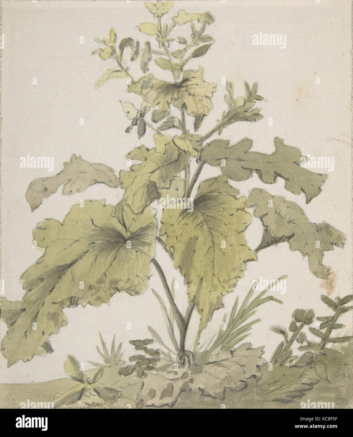 Studie einer Anlage, Christian Wilhelm Ernst Dietrich, 1712-74 Stockfoto