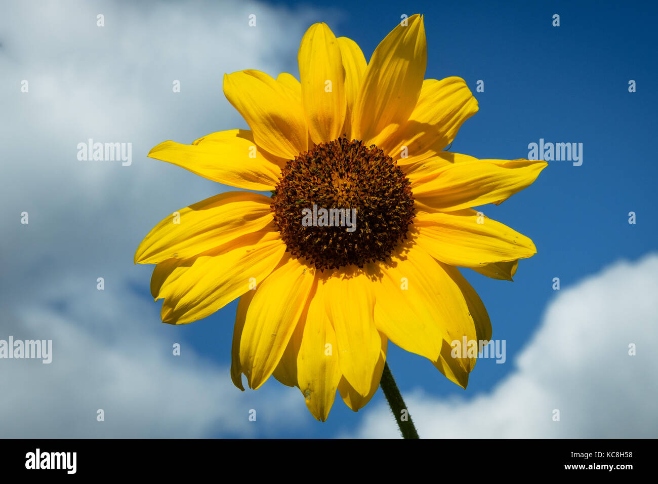 Schöne gelbe sunflowr gegen die Wolken und blauer Himmel. Stockfoto
