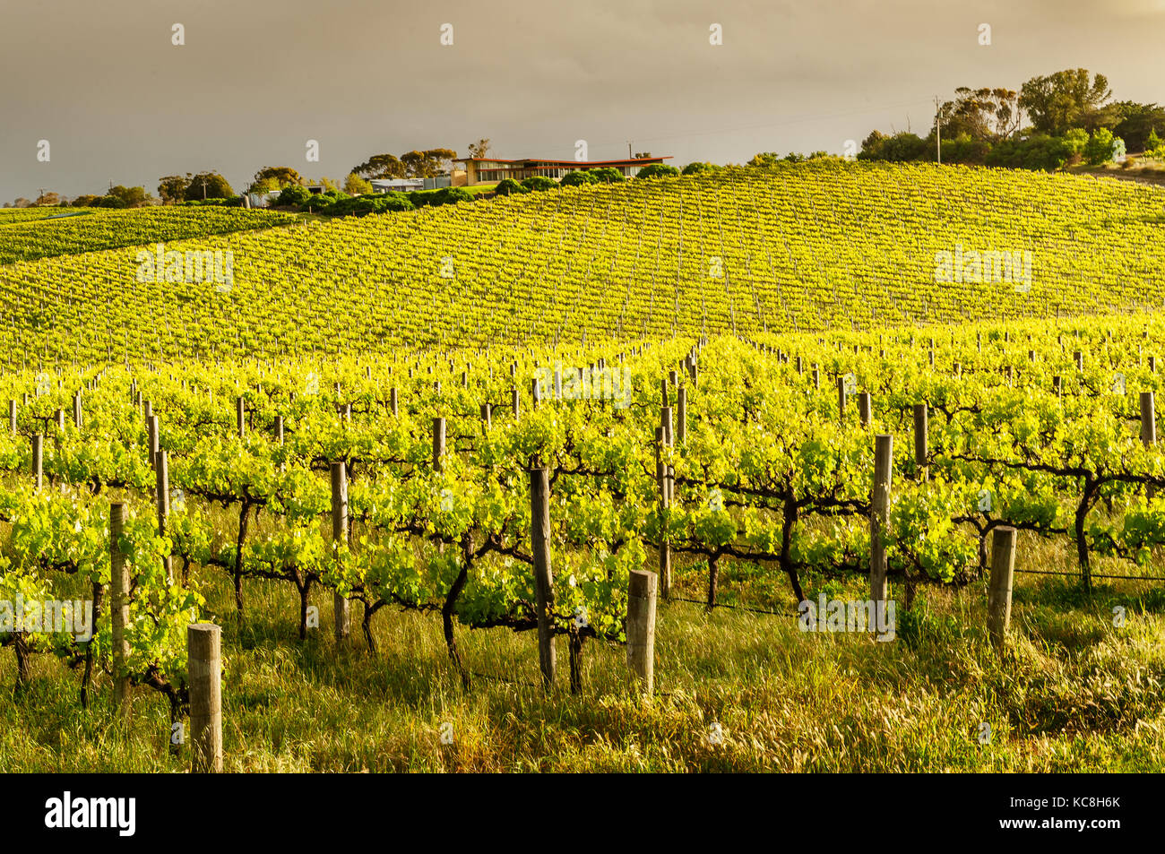 Weinberge in der berühmten South Australian Wine Region McLaren Vale. Stockfoto