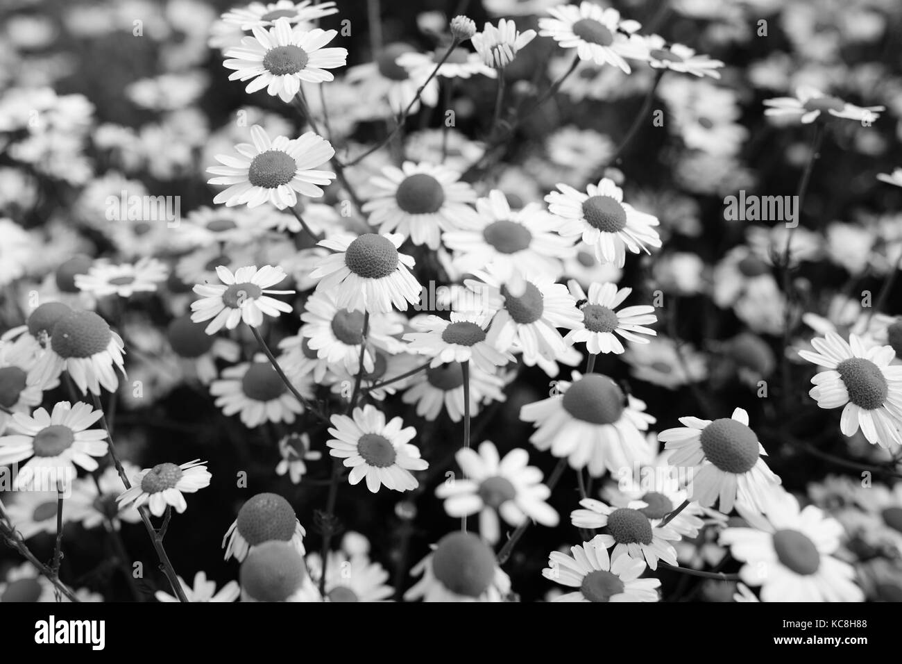 Schwarze und weiße Blüten der Kamille Stockfoto