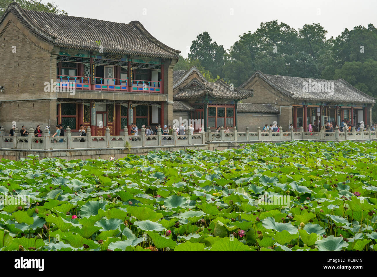 Lotus Blumen am Sommer, Palast, Beijing, China Stockfoto