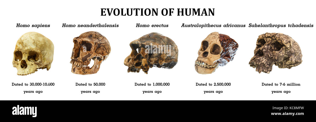 Evolution des menschlichen Schädels (sahelanthropus tchadensis. australopithecus Africanus. Homo erectus. homo Neanderthalensis. homo sapiens). Stockfoto