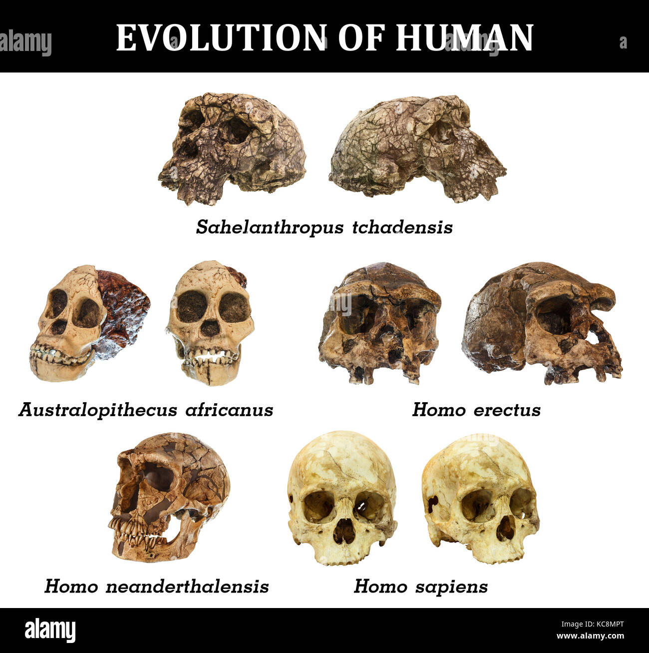 Evolution des menschlichen Schädels (sahelanthropus tchadensis. australopithecus Africanus. Homo erectus. homo Neanderthalensis. homo sapiens). Stockfoto