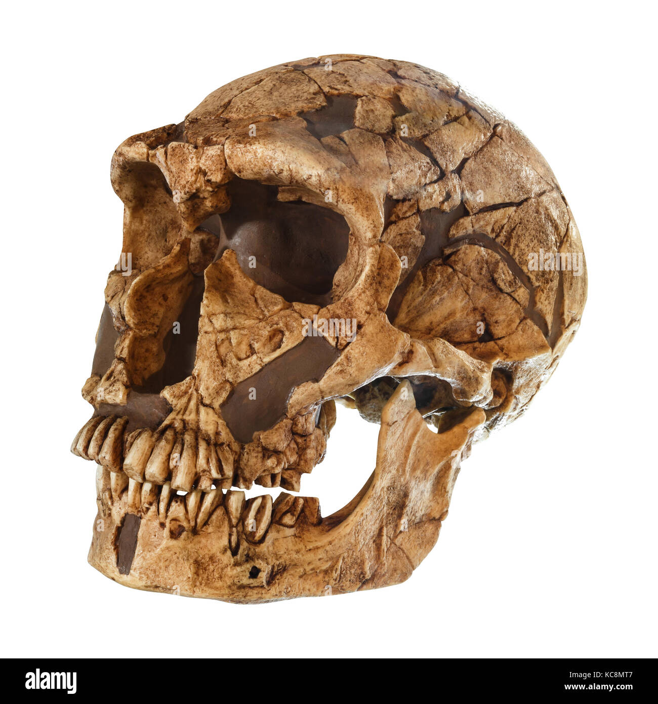 Homo neanderthalensis Schädel. (La Ferrassie). Vom bis 50.000 Jahren. im Jahr 1909 in La Ferrassie entdeckte, Frankreich. Stockfoto