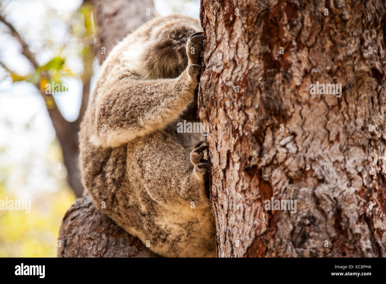 Koala im Baum Stockfoto