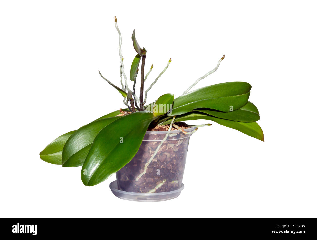 Die Vervielfältigung von Orchideen. Zucht von Orchideen. home Gartenbau isoliert auf Weiss