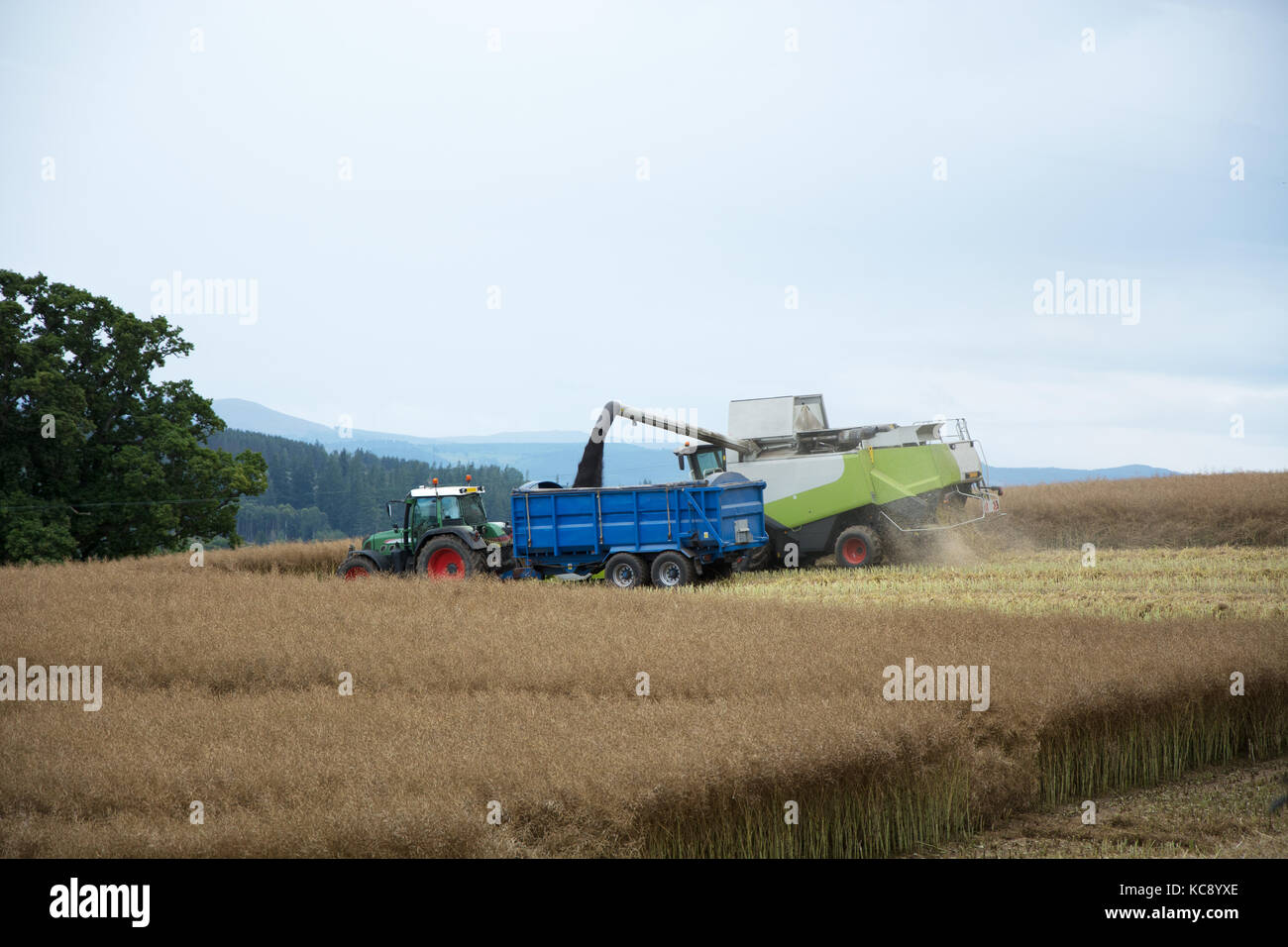 Kombinieren Sie Harvester und Traktor und Anhänger arbeiten hart in der Ernte Stockfoto