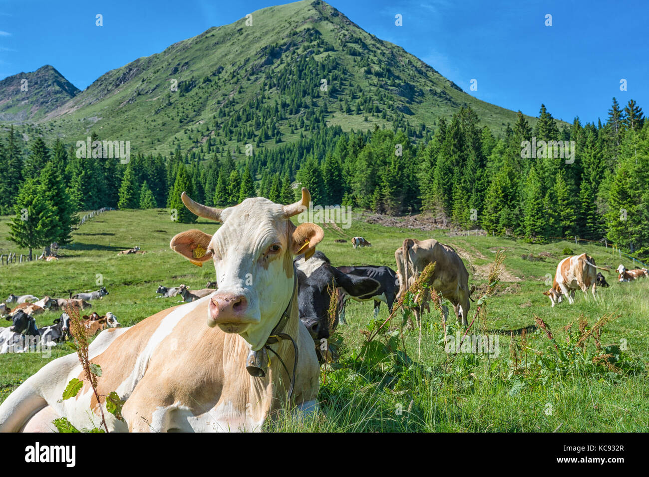 Nahaufnahme Kuhbildnis auf Grasfeld - Selektiver Fokus - Trentino Alto adige - Südtirol - norditalien, europa Stockfoto