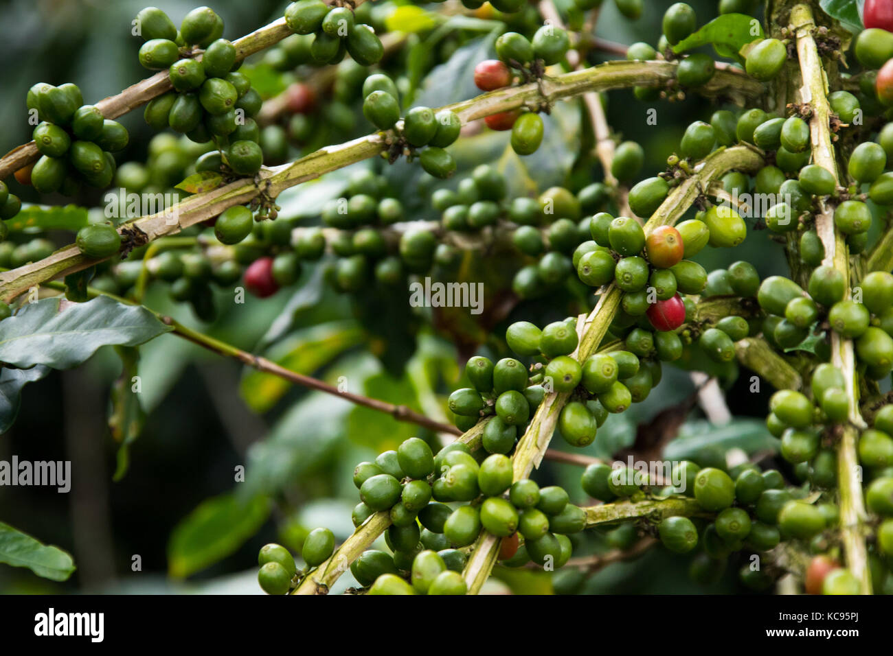 Unreife grüne Kaffeebohnen, Hacienda Venecia Coffee Farm, Manizales, Kolumbien Stockfoto