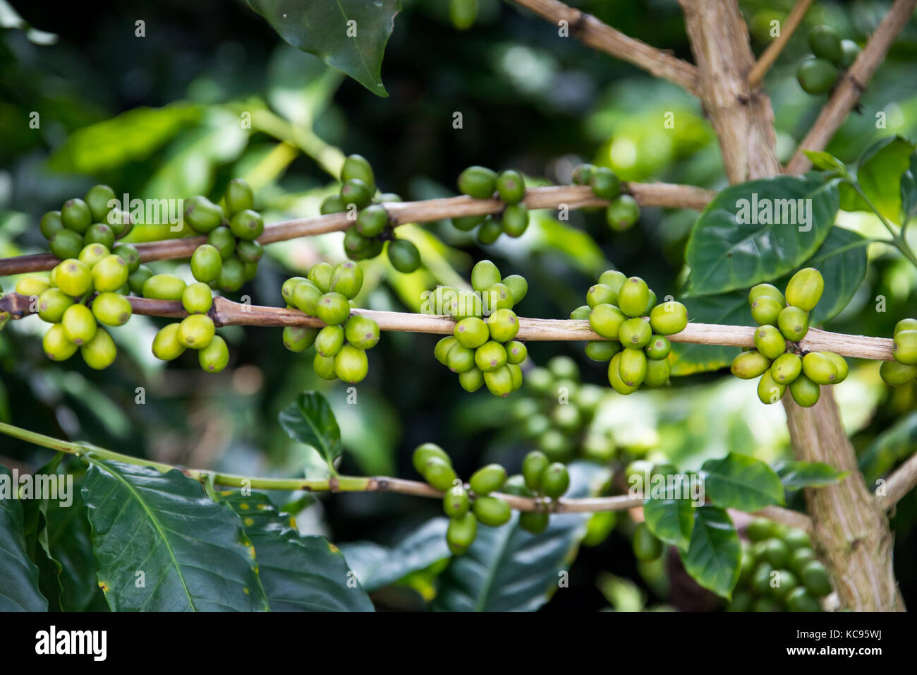 Unreife grüne Kaffeebohnen, Hacienda Venecia Coffee Farm, Manizales, Kolumbien Stockfoto