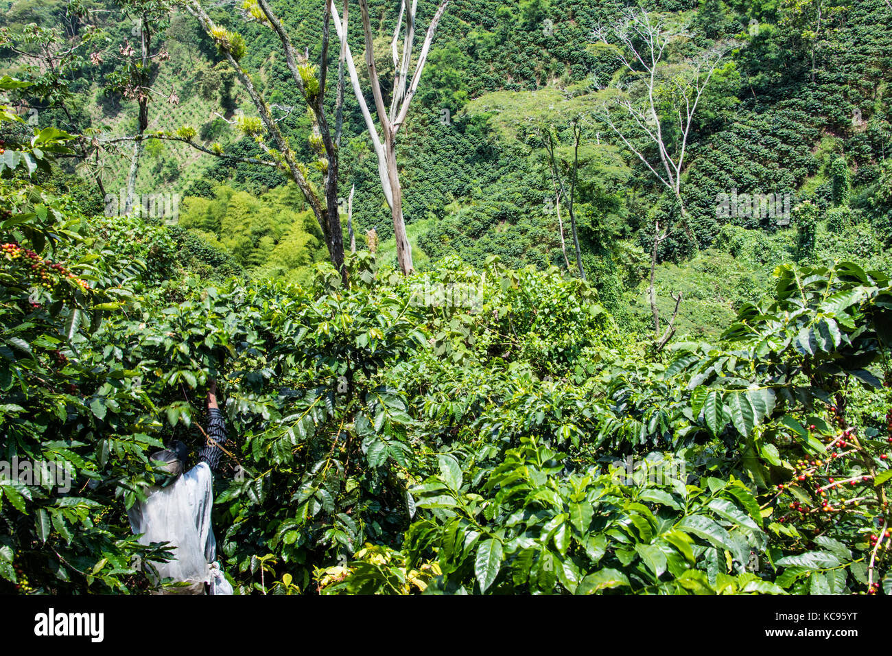 Kaffee picker oder cafetero im Hacienda Venecia Coffee Farm, Manizales, Kolumbien Stockfoto