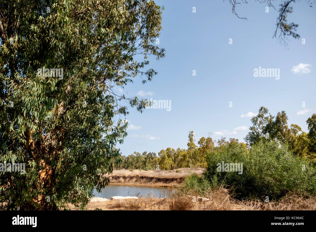 Eucalyptus Grove mit einem Fluss mit Stockfoto