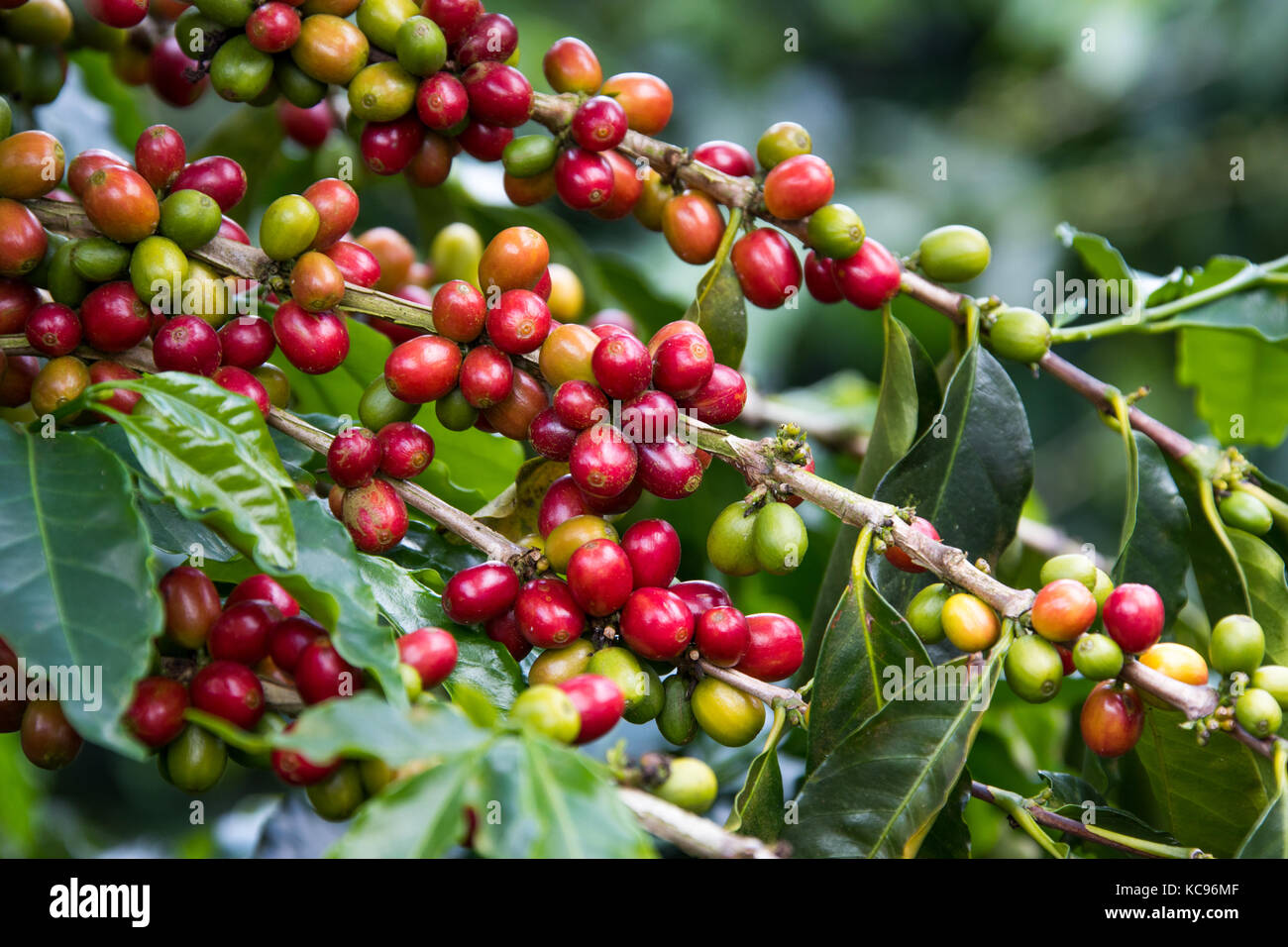 Reife Rote Kaffeekirschen, Hacienda Venecia Coffee Farm, Manizales, Kolumbien Stockfoto