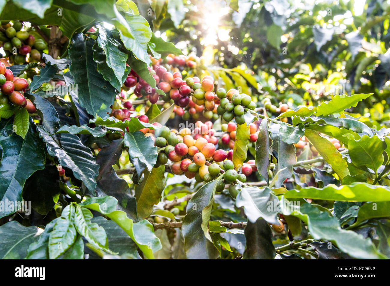 Reife Rote Kaffeekirschen, Hacienda Venecia Coffee Farm, Manizales, Kolumbien Stockfoto