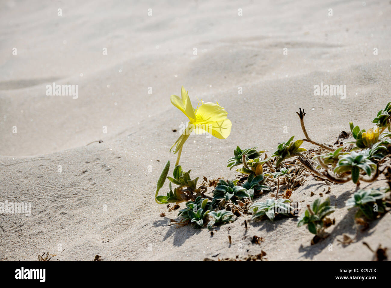 Strand am Abend - Blume primrose mit Blättern Stockfoto