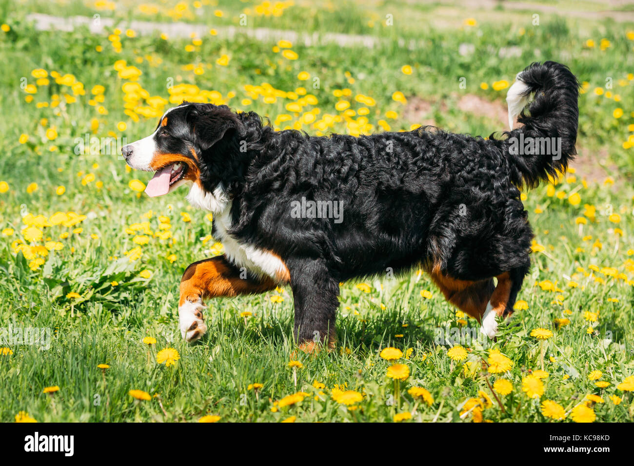Bauernhof hund Berner Sennenhund Berner Sennenhund spielen im Freien in
