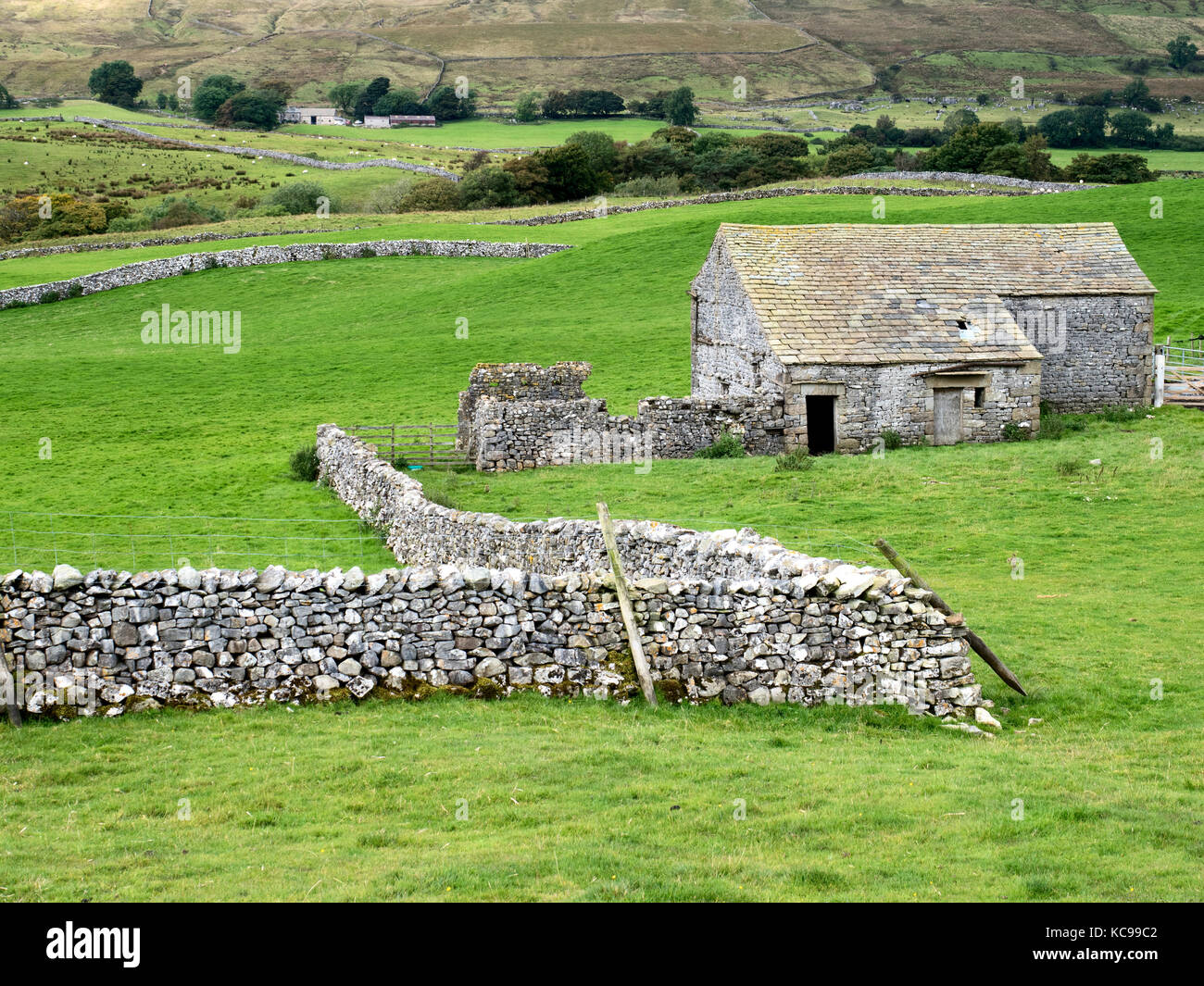 Feld Scheune und Trockenmauern unter Whernside Ribbelsdale Yorkshire Dales England Stockfoto