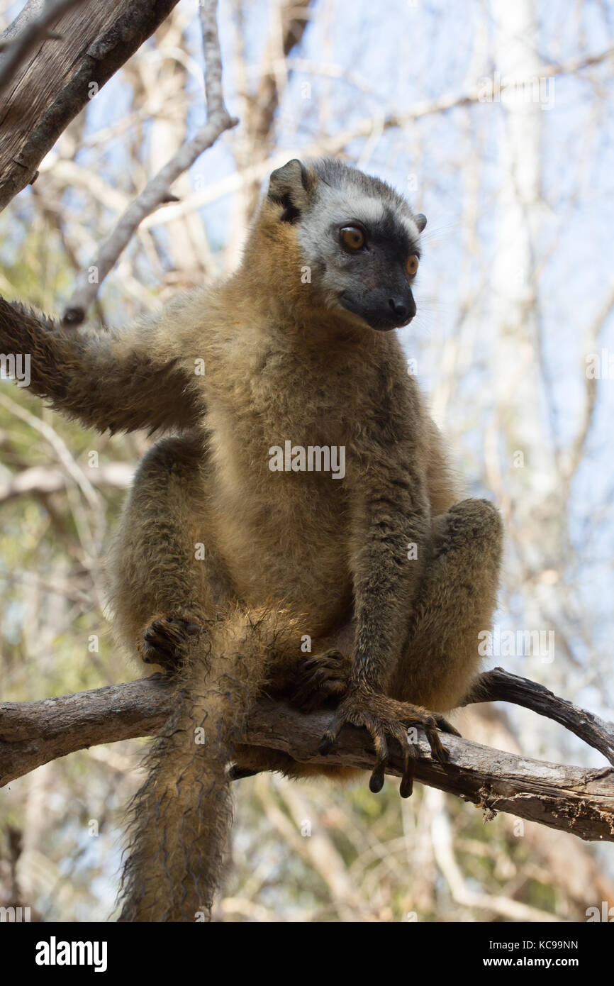 Red-Fronted Braun Lemur in Zweige in der frühen Morgensonne, Kirindy Forest Reserve, Madagaskar, 2017 Stockfoto