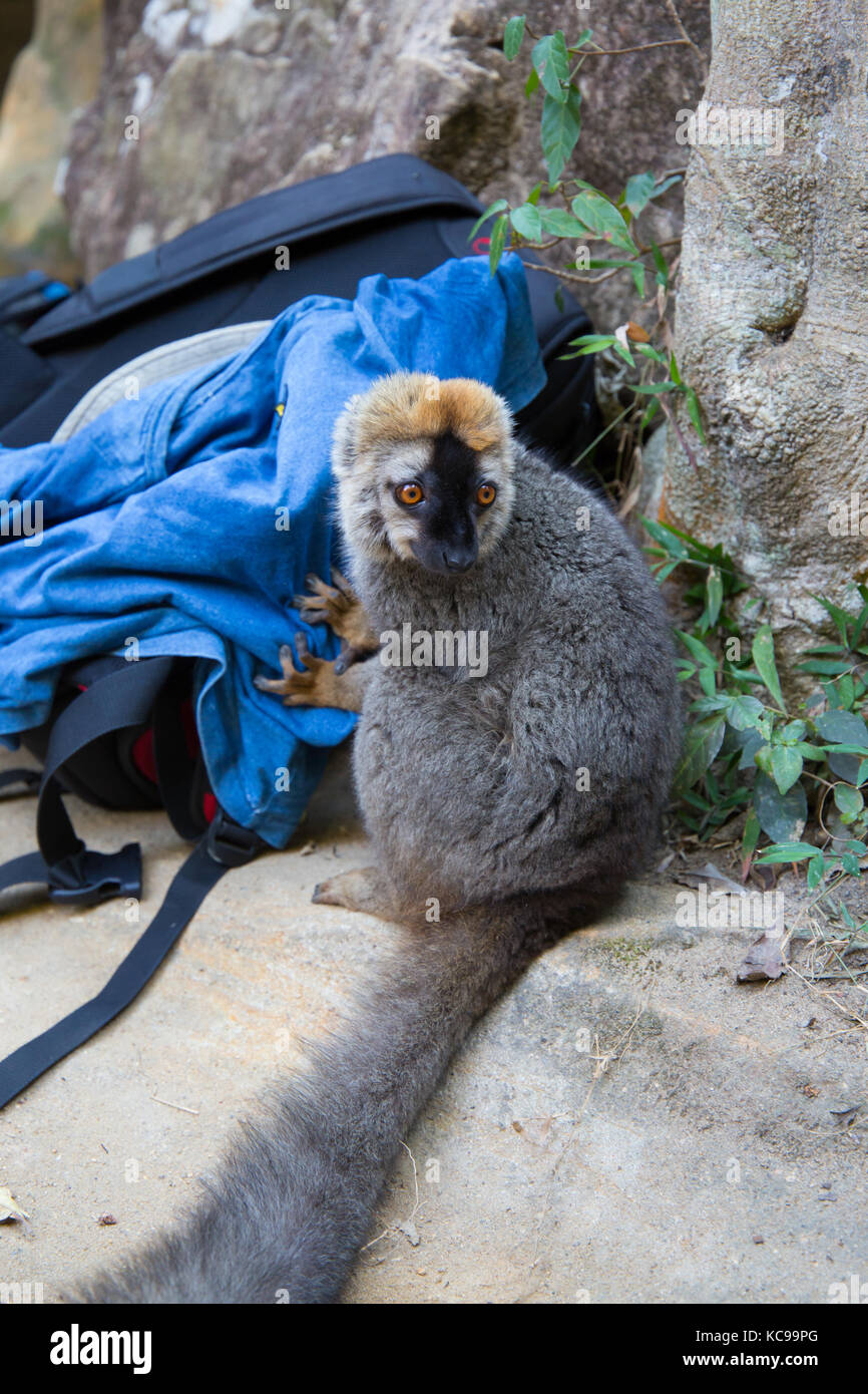 Red-fronted Braun Lemur Suche in Rucksäcken Lebensmittel zu stehlen, Isalo Nationalpark, Madagaskar, 2017 Stockfoto