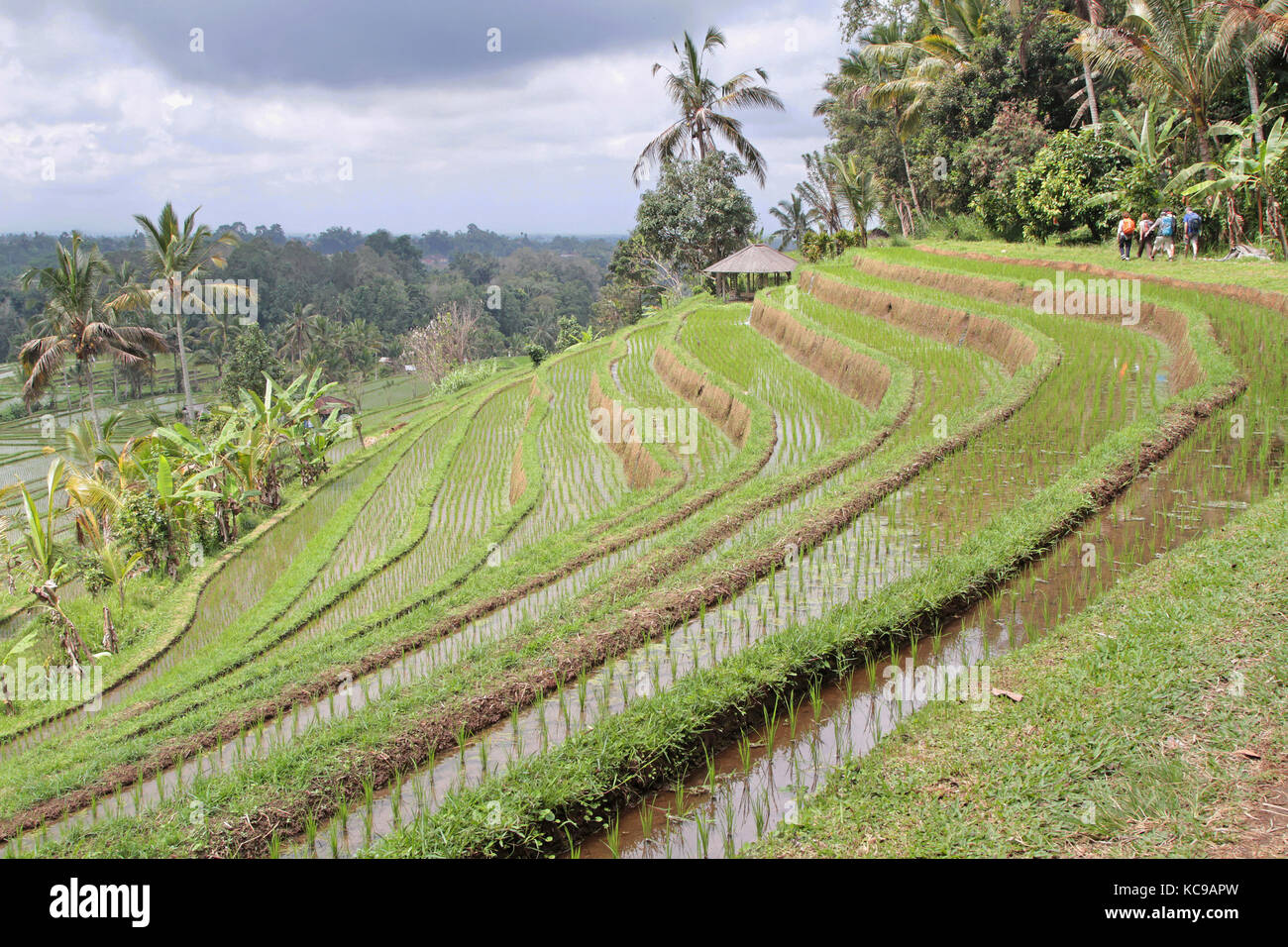 Jatiluwih ricefields, ein Weltkulturerbe in Bali Stockfoto