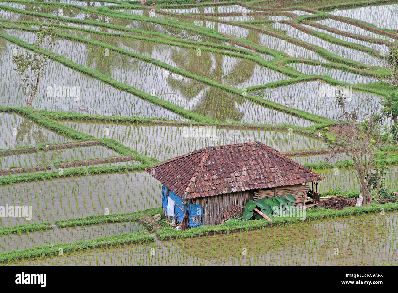 Jatiluwih ricefields, ein Weltkulturerbe in Bali Stockfoto