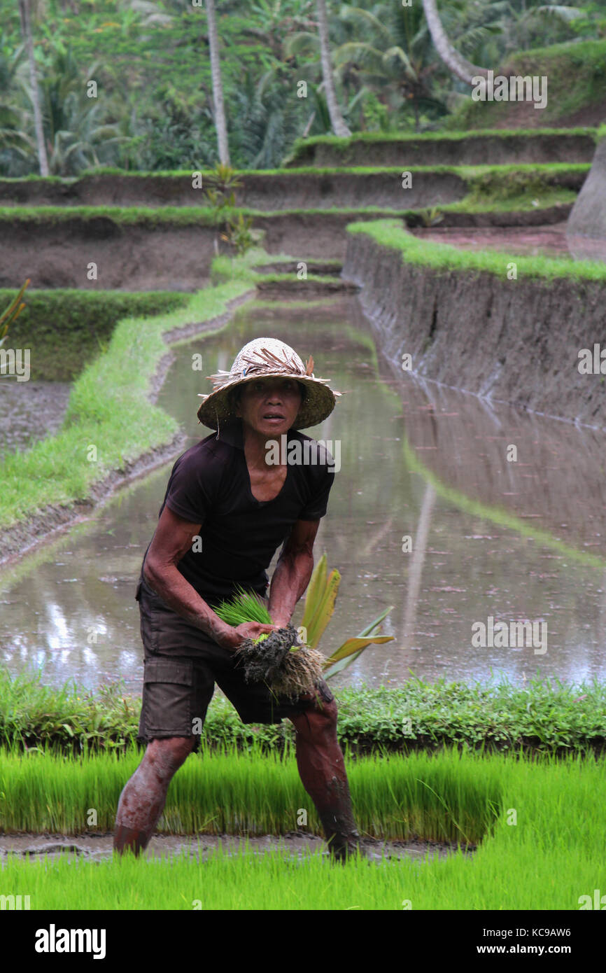 BALI, INDONESIEN, 12. AUGUST 2014 : Ein Bauer bereitet die Reisfelder in der Nähe von Gunung Kawi vor. Die balinesische Wirtschaft ist nach wie vor weitgehend landwirtschaftlich geprägt Stockfoto