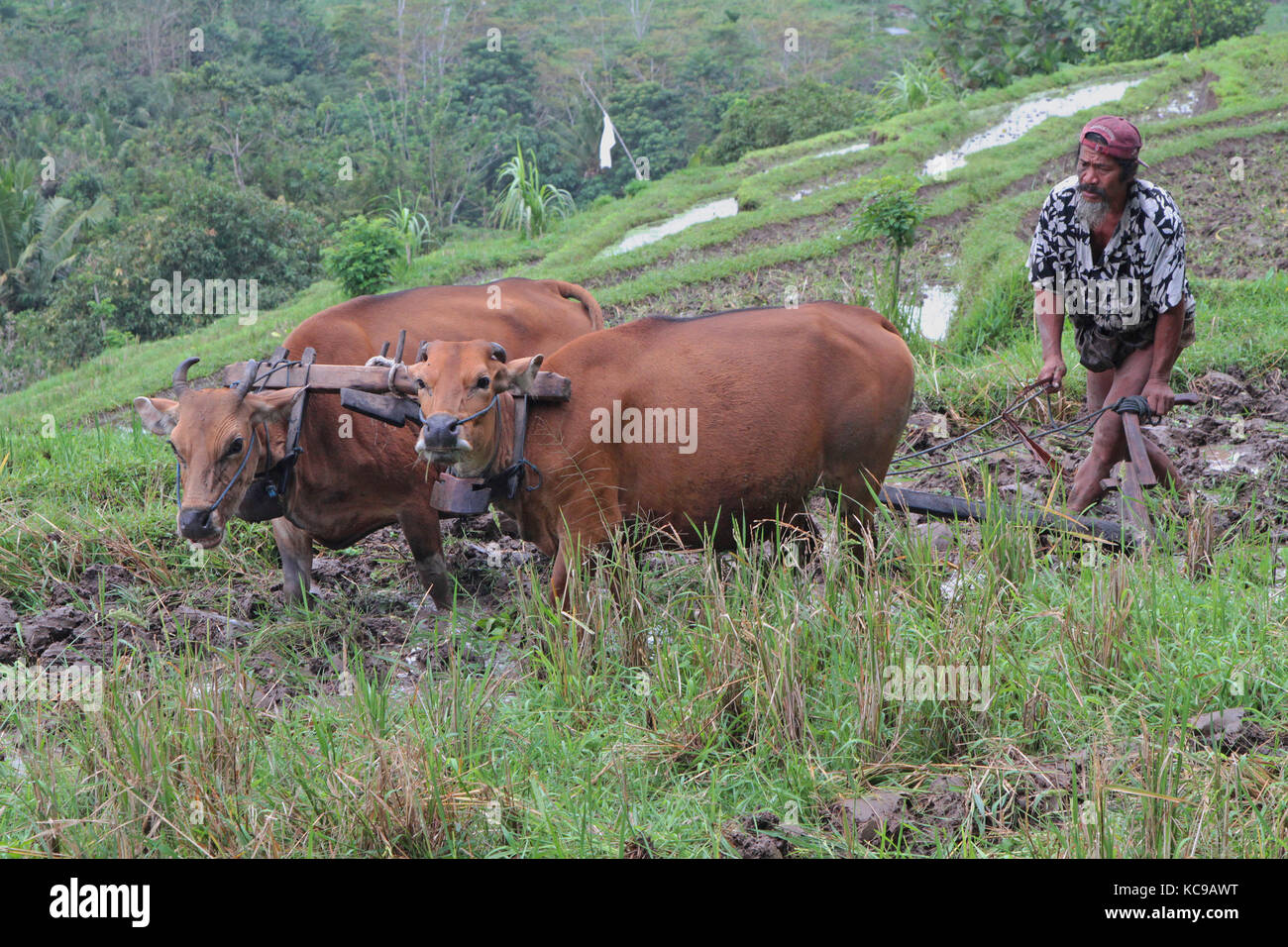 BALI, INDONESIEN, 17. AUGUST 2014 : Ein Bauer bereitet die Reisfelder mit einem Ochsengeschirr in der Nähe von Tenganan vor. Die balinesische Wirtschaft ist noch weitgehend agriku Stockfoto