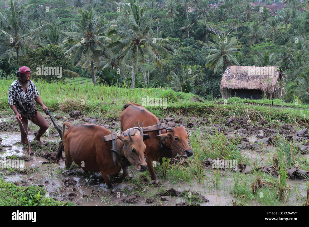 BALI, INDONESIEN, 17. AUGUST 2014 : Ein Bauer bereitet die Reisfelder mit einem Ochsengeschirr in der Nähe von Tenganan vor. Die balinesische Wirtschaft ist noch weitgehend agriku Stockfoto