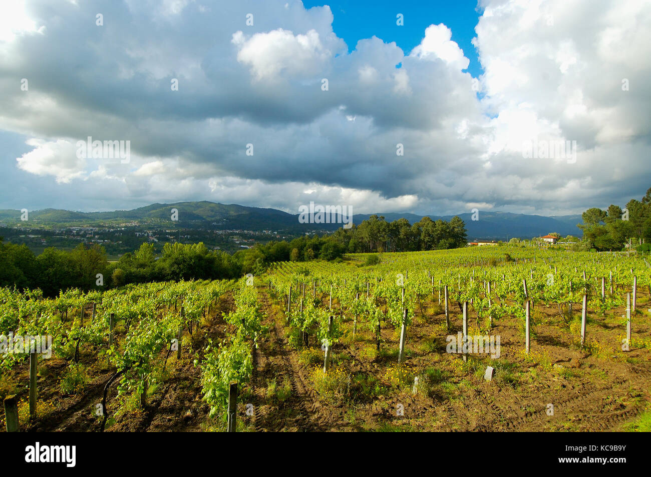 Weinberge in Amares. Braga, Portugal Stockfoto