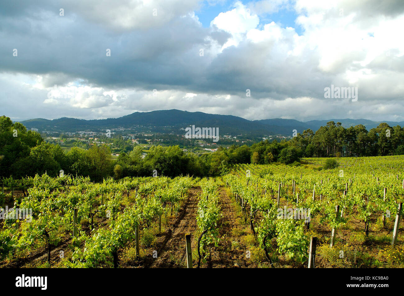 Weinberge in Amares. Braga, Portugal Stockfoto