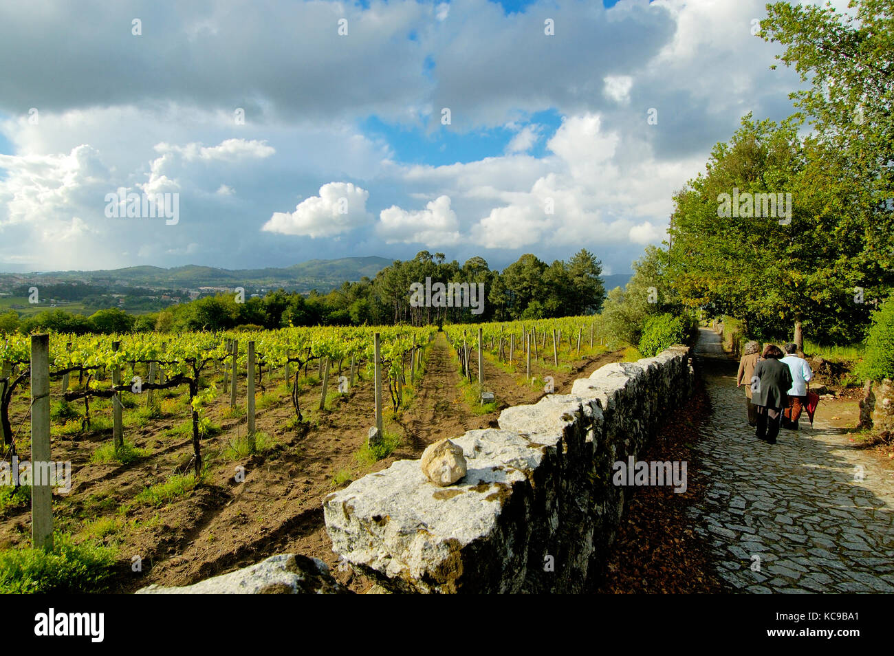 Weinberge in Amares. Braga, Portugal Stockfoto