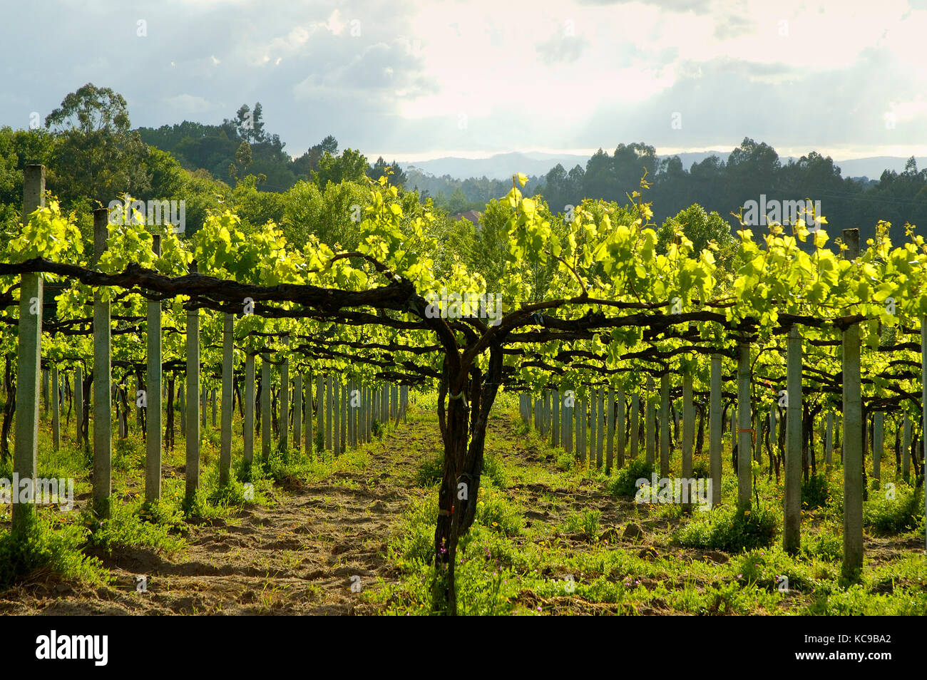 Weinberge in Amares. Braga, Portugal Stockfoto
